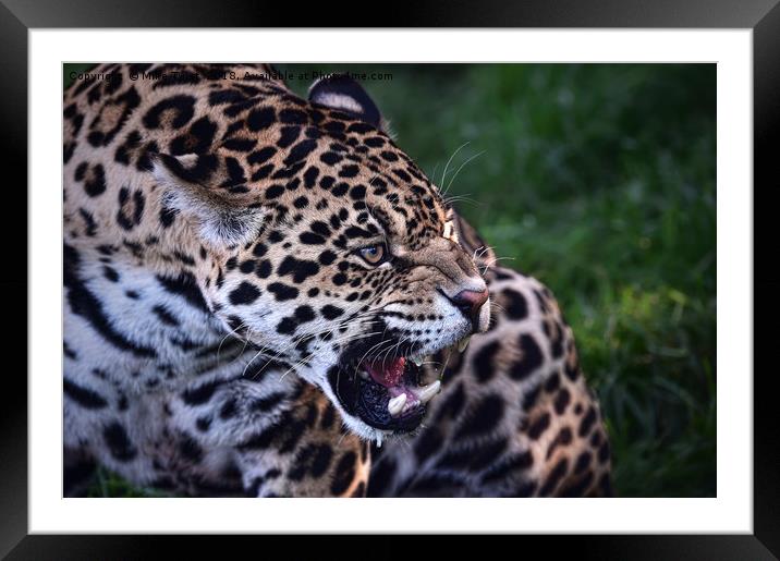 Jaguar warns off competition Framed Mounted Print by Mike Twist