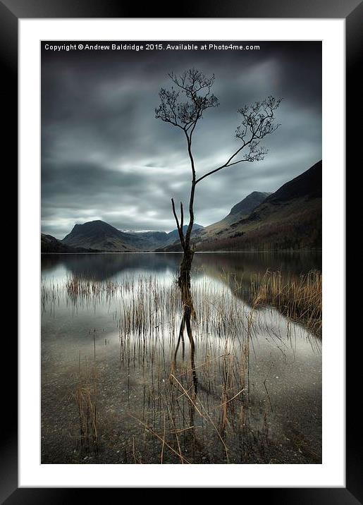  That Tree Framed Mounted Print by Andrew Baldridge