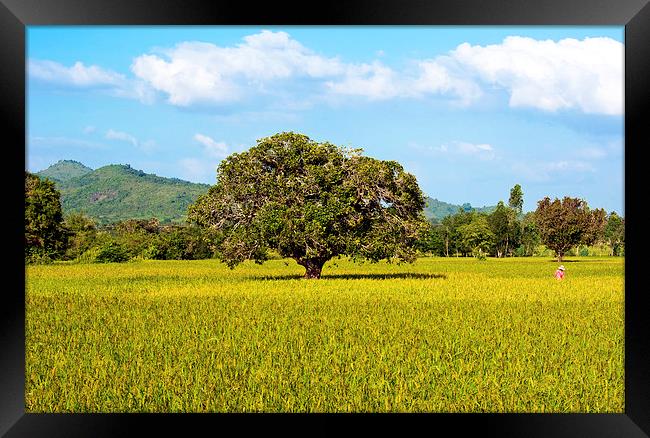 Cambodian Farmer Gathering Rice Framed Print by Dave Carroll