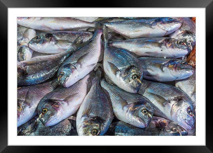  Fresh Fish Framed Mounted Print by Dave Carroll