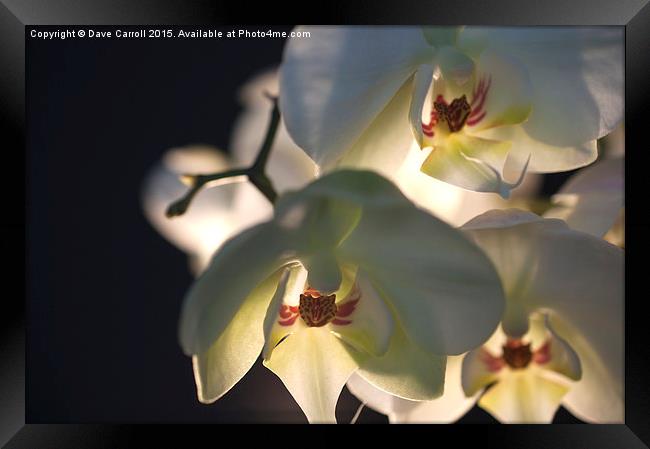 White Orchids Framed Print by Dave Carroll