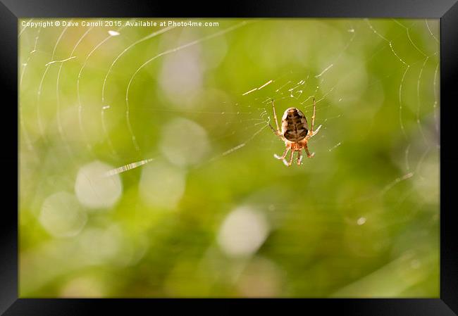 The webs we weave Framed Print by Dave Carroll