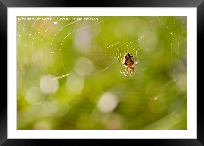 The webs we weave Framed Mounted Print by Dave Carroll
