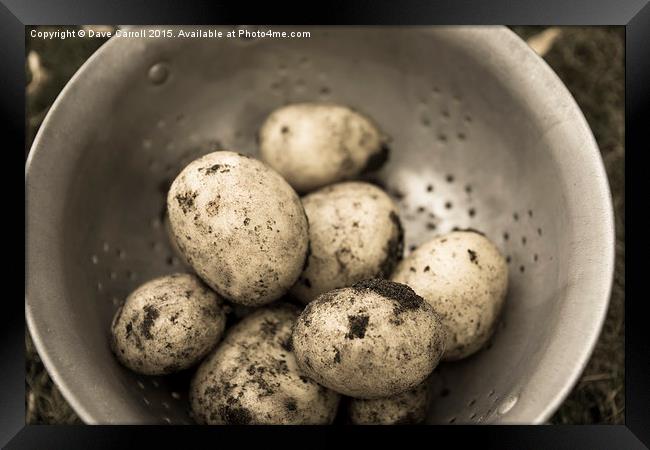 Freshly harvested potatoes Framed Print by Dave Carroll