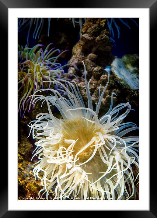 Sea Anemone  Framed Mounted Print by Dave Carroll