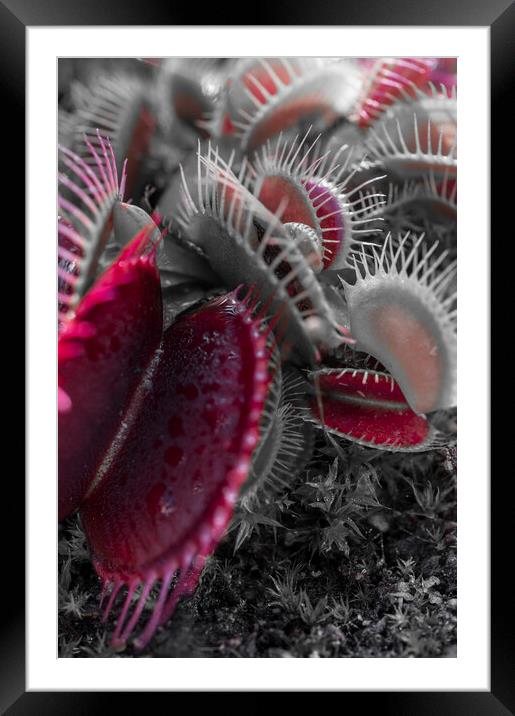 Red for danger Framed Mounted Print by Dave Carroll