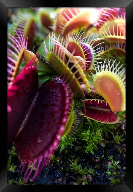 Prickly Heat I Framed Print by Dave Carroll