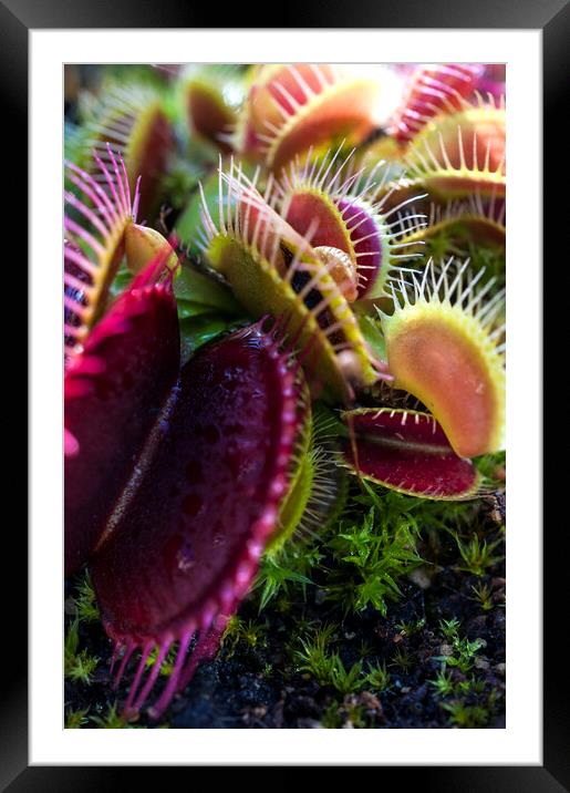 Prickly Heat I Framed Mounted Print by Dave Carroll