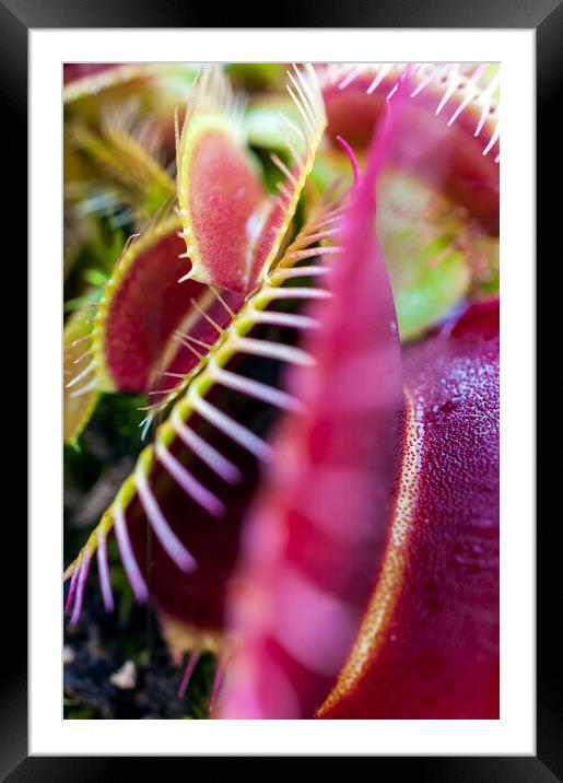 Prickly Heat II Framed Mounted Print by Dave Carroll