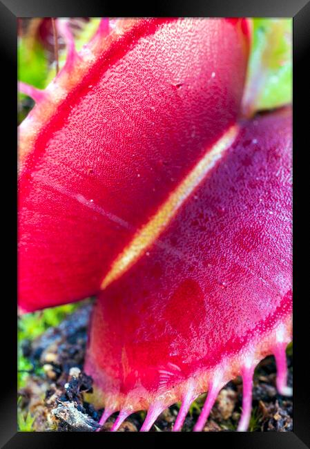 Open Big Red Venus Fly Trap Framed Print by Dave Carroll