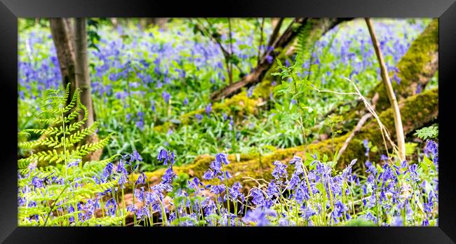 Bluebell Woods - Bluebells in focus in foreground Framed Print by Dave Carroll