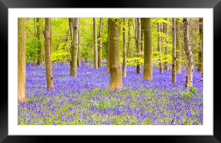 Bluebell Woods - Carpet of Bluebells Framed Mounted Print by Dave Carroll