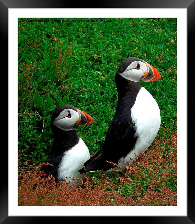  Puffin Pair Framed Mounted Print by Rachael Bufton