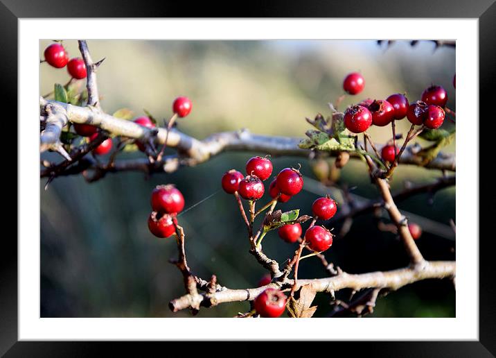  Autumn Berries Framed Mounted Print by Michael Maher
