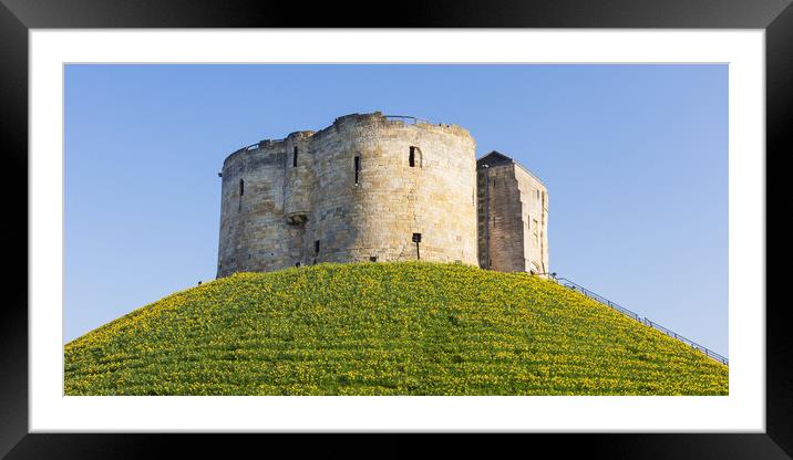 Clifford's Tower Daffodils Framed Mounted Print by Stephen Read