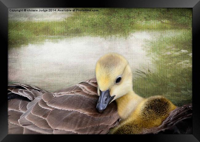 There's nothing like a mama-hug. ~Terri Guillemets Framed Print by Heaven's Gift xxx68