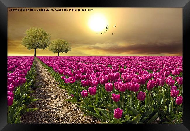 field of tulips  Framed Print by Heaven's Gift xxx68
