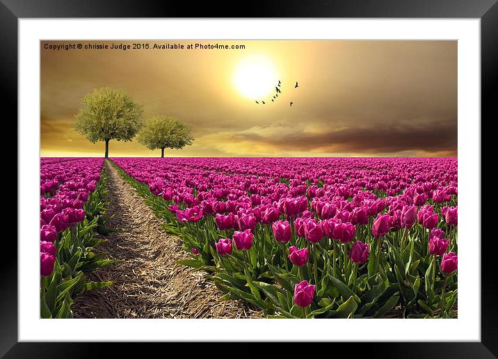  field of tulips  Framed Mounted Print by Heaven's Gift xxx68