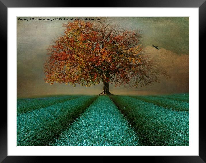  The Autumn tree  Framed Mounted Print by Heaven's Gift xxx68