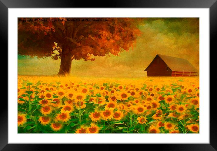  the sunflower field  Framed Mounted Print by Heaven's Gift xxx68