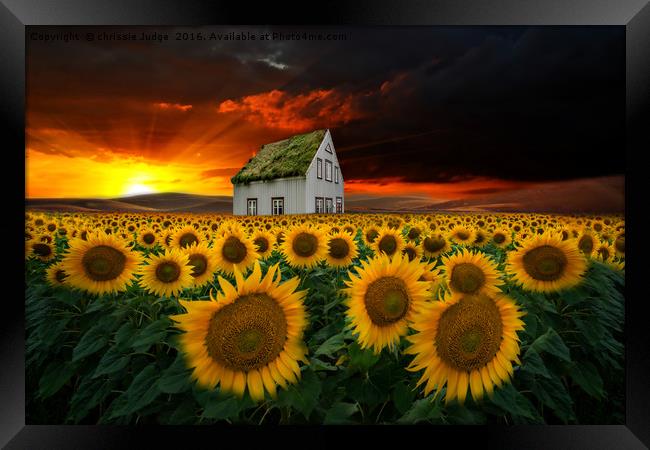 the  sunflower field  Framed Print by Heaven's Gift xxx68