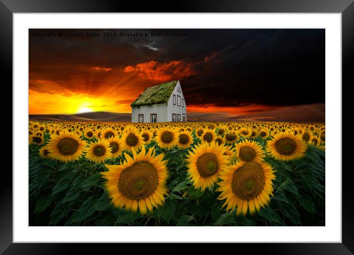 the  sunflower field  Framed Mounted Print by Heaven's Gift xxx68