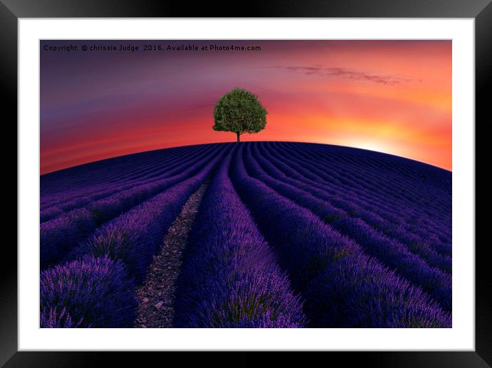 The little green tree on lavender hill  Framed Mounted Print by Heaven's Gift xxx68