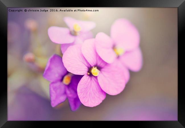 purple violet  Framed Print by Heaven's Gift xxx68
