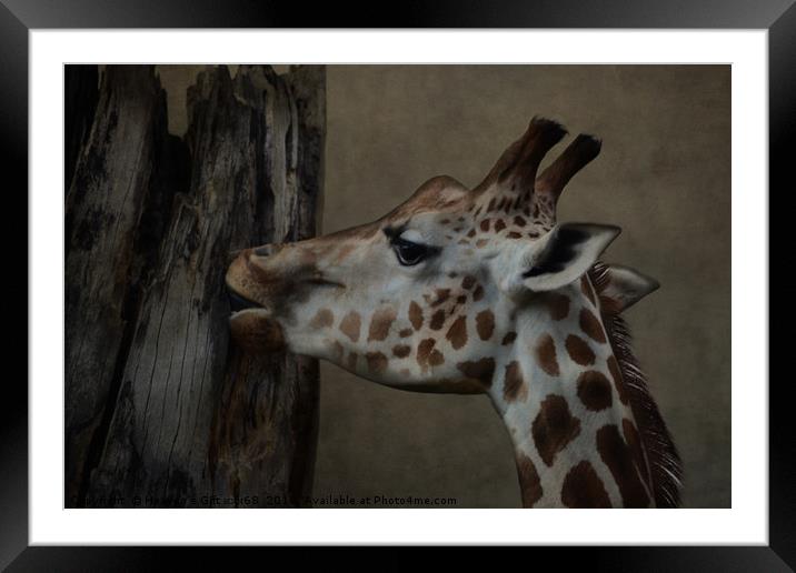 The Giraffe  Framed Mounted Print by Heaven's Gift xxx68