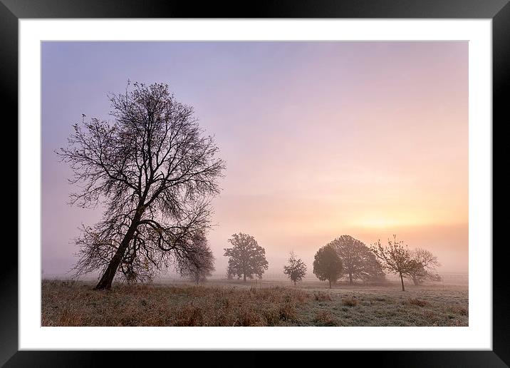 Trees In The Mist - York Framed Mounted Print by Mat Robinson