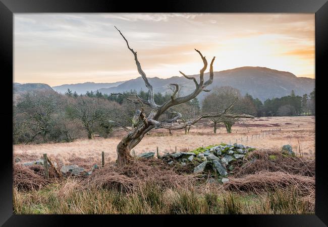 Dead tree sunrise Framed Print by Jonathon barnett