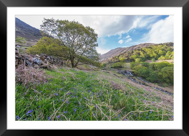 Bluebell walk Framed Mounted Print by Jonathon barnett