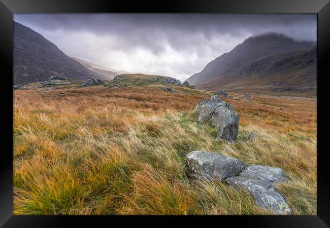 Wild Framed Print by Jonathon barnett