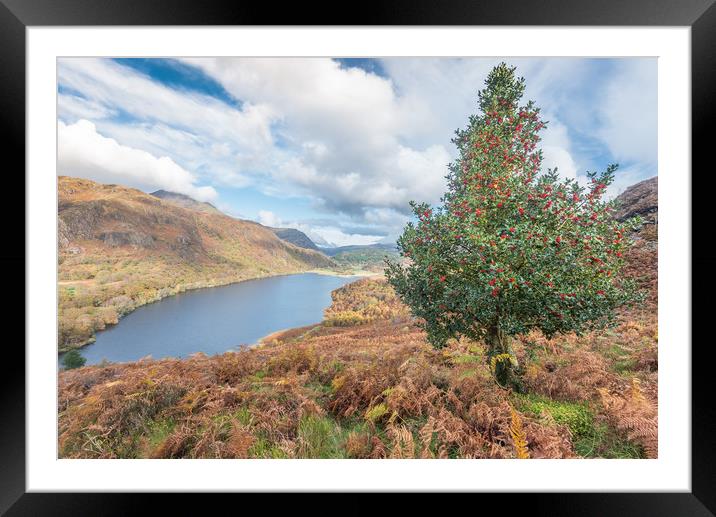 Red berries Framed Mounted Print by Jonathon barnett