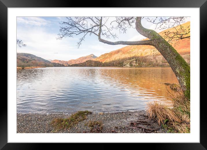 Old tree Framed Mounted Print by Jonathon barnett