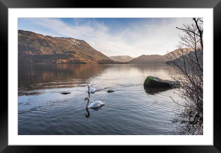 Swans on Ullswater Lake District Framed Mounted Print by Jonathon barnett