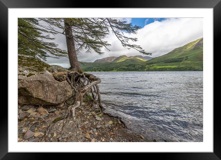 Roots and all Buttermere Framed Mounted Print by Jonathon barnett