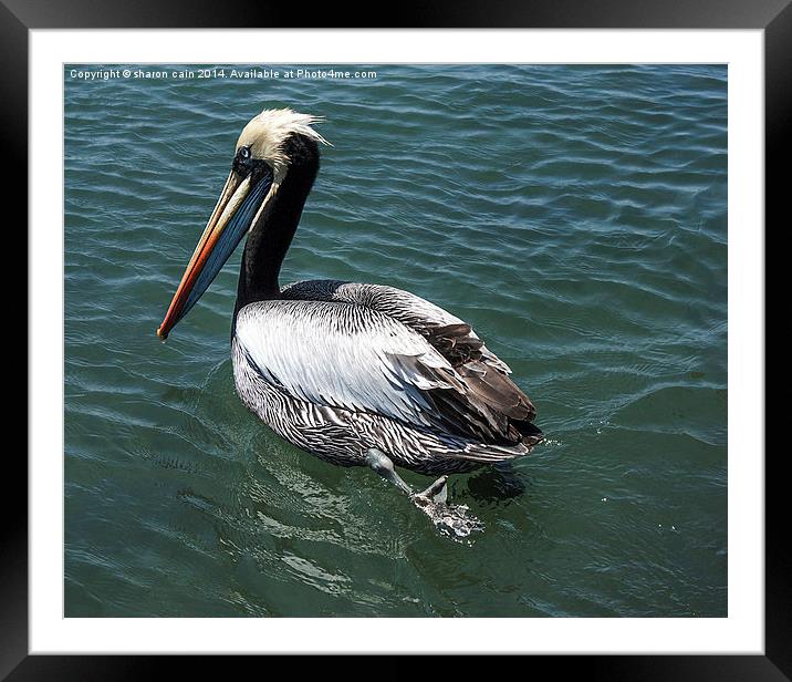 Pelican Crossing Framed Mounted Print by Sharon Cain
