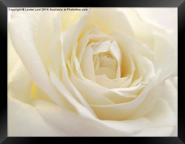  White Rose Framed Print by Louise Lord