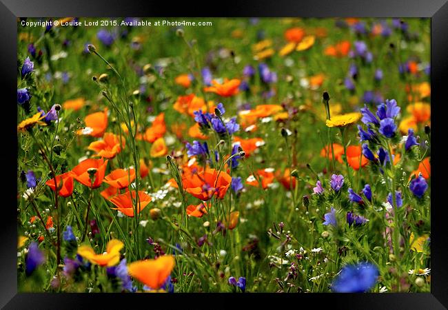  Wild Flower Meadow Framed Print by Louise Lord
