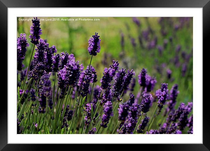  Lavender Framed Mounted Print by Louise Lord