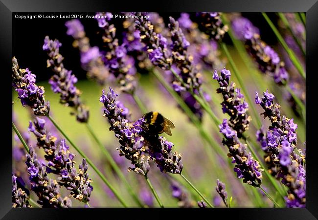  Bee In Lavender Framed Print by Louise Lord