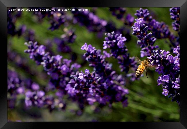 Flight of the Bumble Bee Framed Print by Louise Lord