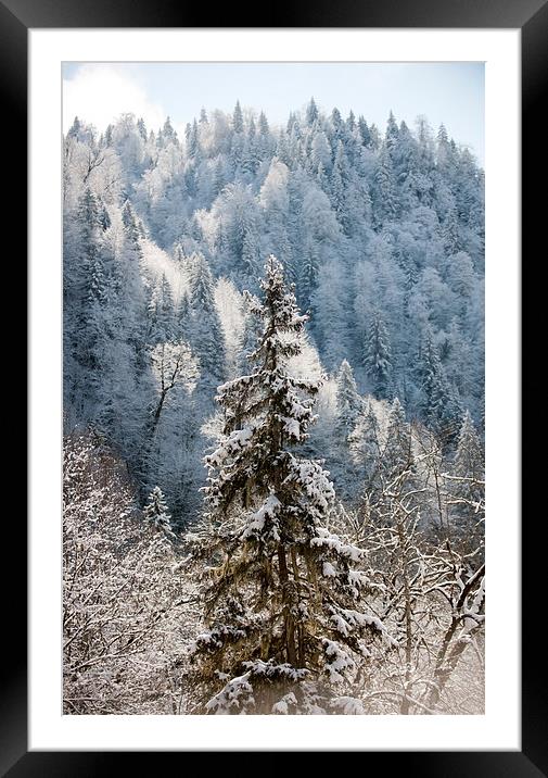  Winter beauty  Framed Mounted Print by Gouzel Liddle