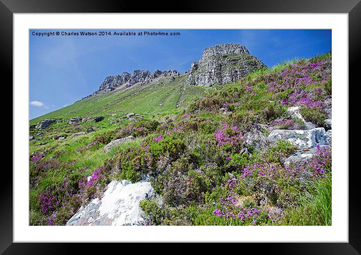  Scottish Heather Framed Mounted Print by Charles Watson