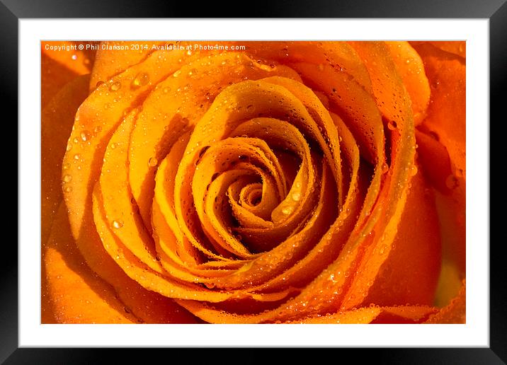 Orange Rose Abstract Framed Mounted Print by Phil Clarkson