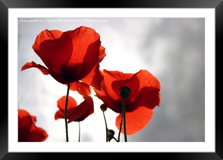 Poppies Framed Mounted Print by Phil Clarkson