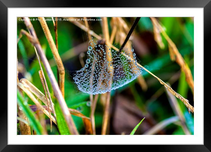  Dew on Web Framed Mounted Print by Phil Clarkson