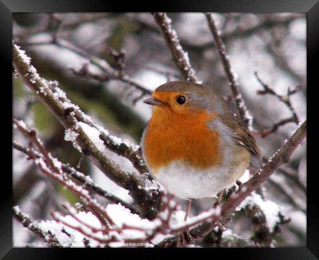Robin in the Snow Framed Print by Phil Clarkson