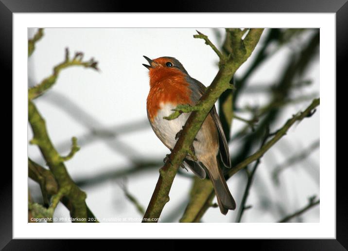 Singing Robin in Tree Framed Mounted Print by Phil Clarkson